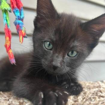 Lloyd -  Domestic Short Hair Cat for Adoption in West Olive, Michigan - Lloyd | PetCurious
