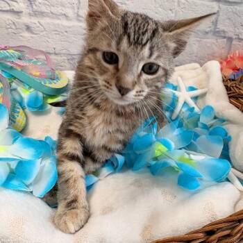 Nina -  Domestic Short Hair Cat for Adoption in Harrisonburg, Virginia - Nina | PetCurious
