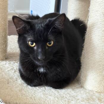 Domestic Short Hair Cats Available for Adoption - Sirius | PetCurious