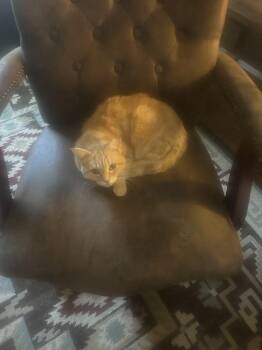 Rescue British Shorthair Cats for Adoption in Santa Clara, California - Baby | PetCurious