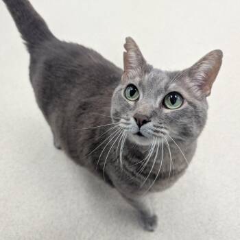 Hatchback -  Domestic Short Hair Cat for Adoption in Evansville, Indiana - Hatchback | PetCurious