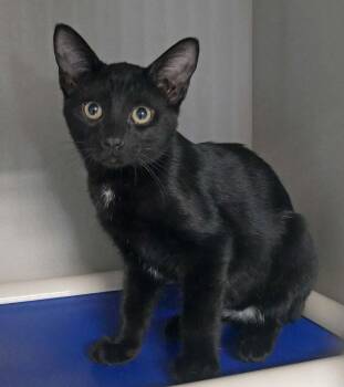 Brunson -  Tuxedo Cat for Adoption in Bloomingdale, New Jersey - Brunson | PetCurious