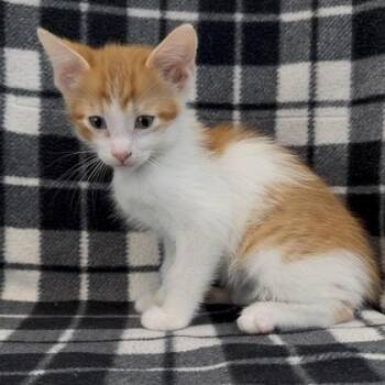 Nitro (SGN) -  Domestic Short Hair Cat Available for Adoption in Janesville, Wisconsin - Nitro (SGN) | PetCurious