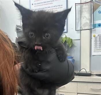 BEAN -  Domestic Short Hair Cat for Adoption in Dallas, Texas - BEAN | PetCurious
