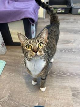 Domestic Short Hair Cats Available for Adoption - Gazelle | PetCurious
