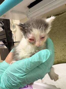 PEARL -  Domestic Short Hair Cat for Adoption in Riverside, California - PEARL | PetCurious