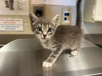 Rescue Domestic Short Hair Cats for Adoption in Gray, Louisiana - Tinsel | PetCurious