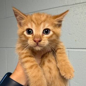 Bob -  Domestic Short Hair Cat for Adoption in Dekalb, Illinois - Bob | PetCurious