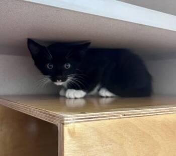 Butterscotch -  Domestic Short Hair Cat for Adoption in Bellevue, Washington - Butterscotch | PetCurious
