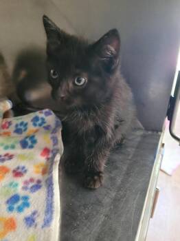Emerson -  Domestic Short Hair Cat for Adoption in Linton, Indiana - Emerson | PetCurious