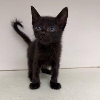 Domestic Short Hair Cats Available for Adoption in Marshall, Texas - Bean | PetCurious