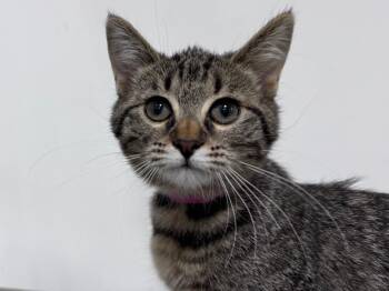Kim Kil Whan -  Domestic Short Hair and Tabby Cat for Adoption in Powell, Ohio - Kim Kil Whan | PetCurious