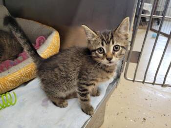 Domestic Short Hair Cats Available for Adoption - Clyde | PetCurious