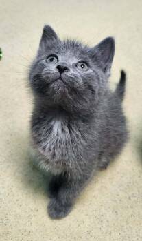 Domestic Short Hair Cats Available for Adoption in Reynoldsburg, Ohio - Silly | PetCurious