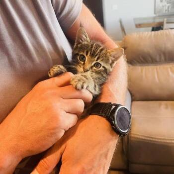 Domestic Short Hair Cats Available for Adoption in Madison, Wisconsin - Simba | PetCurious