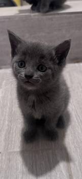 Rudy Huxtable -  Russian Blue and Domestic Short Hair Cat for Adoption in Georgetown, Kentucky - Rudy Huxtable | PetCurious