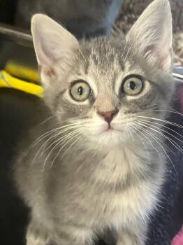 Domestic Short Hair Cats Available for Adoption in Lunenburg, Massachusetts - Parker | PetCurious