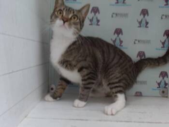 A603570 -  Domestic Short Hair Cat for Adoption in Orlando, Florida - A603570 | PetCurious
