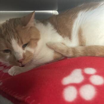 Squirrel -  Domestic Short Hair Cat for Adoption in Chicago, Illinois - Squirrel | PetCurious