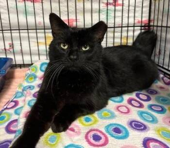 Rescue Domestic Short Hair Cats for Adoption in Palmyra, Virginia - Kennedy | PetCurious
