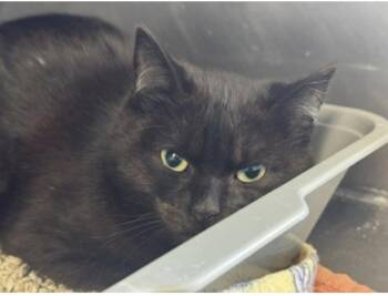 Domestic Short Hair Cats Available for Adoption - Minorca | PetCurious