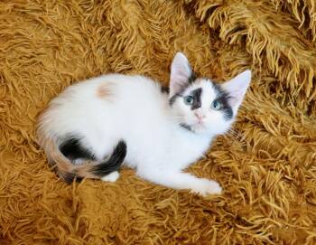 Pecan -  Calico and Turkish Van Cat for Adoption in St. Augustine, Florida - Pecan | PetCurious