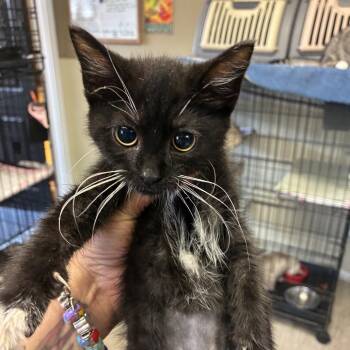 Sakura -  Domestic Short Hair Cat for Adoption in Pennsville Township, New Jersey - Sakura | PetCurious