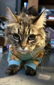 Domestic Long Hair Cats Available for Adoption in Cincinnati, Ohio - Rosie | PetCurious