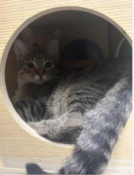 Apple -  Domestic Short Hair Cat for Adoption in Chicago, Illinois - Apple | PetCurious