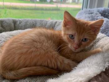 Ruckus -  Domestic Short Hair Cat for Adoption in Battle Creek, Michigan - Ruckus | PetCurious