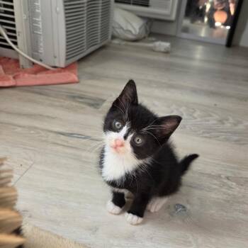 Ridoc -  Domestic Short Hair and Tuxedo Cat for Adoption in Mastic, New York - Ridoc | PetCurious