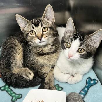 Fullmetal -  Domestic Medium Hair Cat for Adoption in Matteson, Illinois - Fullmetal | PetCurious