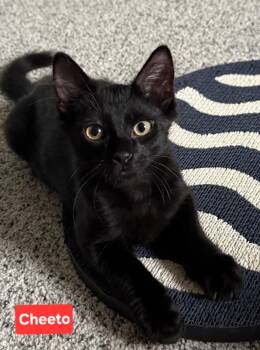 Cheeto (siblings are Dorito & Frito) -  Domestic Medium Hair Cat for Adoption in Brighton, Michigan - Cheeto (siblings Are Dorito & Frito) | PetCurious
