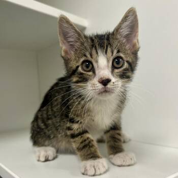 Mantis -  Domestic Short Hair Cat for Adoption in Saint Joseph, Missouri - Mantis | PetCurious
