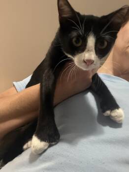Bibbentucker (Tux) 7990 -  Domestic Short Hair Cat for Adoption in Dallas, Texas - Bibbentucker (Tux) 7990 | PetCurious