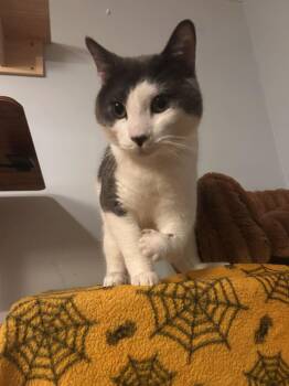 Gilbert -  Domestic Short Hair Cat for Adoption in Milltown, New Jersey - Gilbert | PetCurious