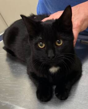 Rescue Domestic Short Hair Cats for Adoption in Christiansburg, Virginia - Wraith | PetCurious