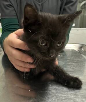 Rescue Domestic Short Hair Cats for Adoption in Hillsdale, Indiana - Boo | PetCurious