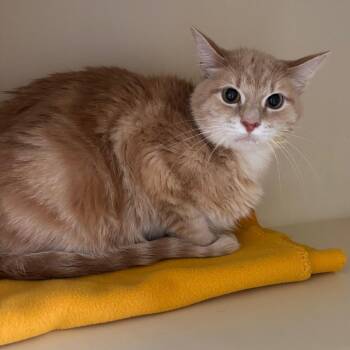 Domestic Medium Hair Cats Available for Adoption in Dekalb, Illinois - Coffee | PetCurious