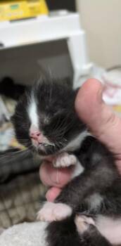 Mordred -  Domestic Short Hair Cat for Adoption in Kennewick, Washington - Mordred | PetCurious