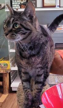 Rescue Domestic Short Hair Cats for Adoption in Lawrenceville, Georgia - Shabby Tabby | PetCurious