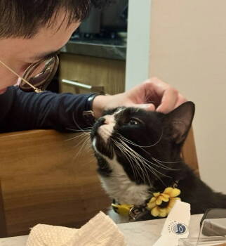 Rescue Domestic Short Hair Cats for Adoption - Lightning Bolt | PetCurious