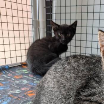 Nova -  Domestic Short Hair Cat for Adoption in Fairfax Station, Virginia - Nova | PetCurious