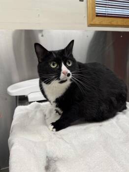 TINA -  Domestic Short Hair Cat for Adoption in Fairbanks, Alaska - TINA | PetCurious