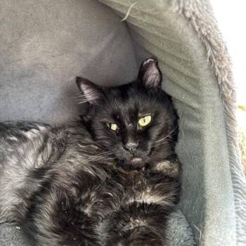 Earl -  Domestic Long Hair and Domestic Short Hair Cat for Adoption in Janesville, Wisconsin - Earl | PetCurious