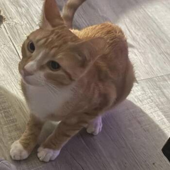 Siracha -  Domestic Short Hair Cat for Adoption - Siracha | PetCurious