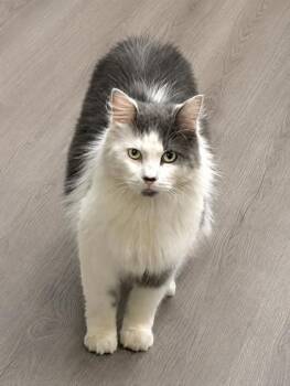 Saluke -  Domestic Long Hair Cat for Adoption in New York, New York - Saluke | PetCurious