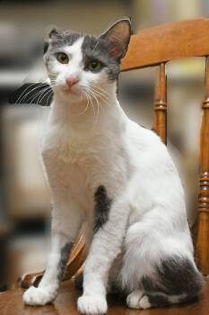 Moonbeam -  Domestic Short Hair Cat for Adoption in Johnstown, New York - Moonbeam | PetCurious