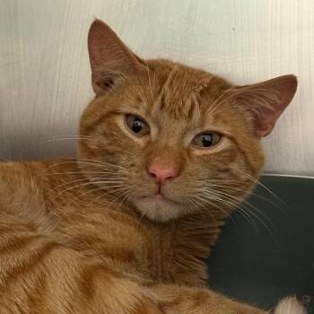 Marley -  Domestic Short Hair Cat Available for Adoption in Pekin, Illinois - Marley | PetCurious