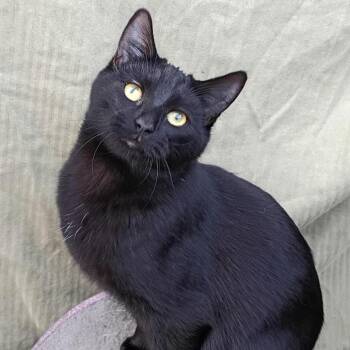Domestic Short Hair Cats Available for Adoption - Boo | PetCurious
